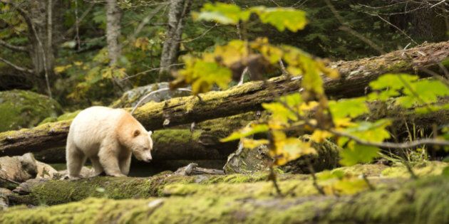 The Kermode Bear (Ursus americanus kermodei) is one of the rarest bears in the world. It is a black bear that has a white/creamy fur, which is produced by a recessive gene. He lives principally in the central and north coast of British Columbia in Canada.Great Bear Rainforest, British Columbia, Canada
