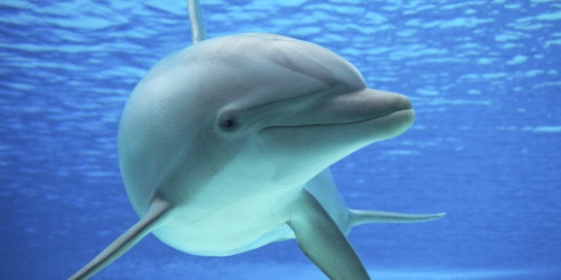 Dolphin photographed in an aquarium from an underwater window.