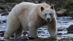 Spirit Bears Are Safe Thanks to Youth
