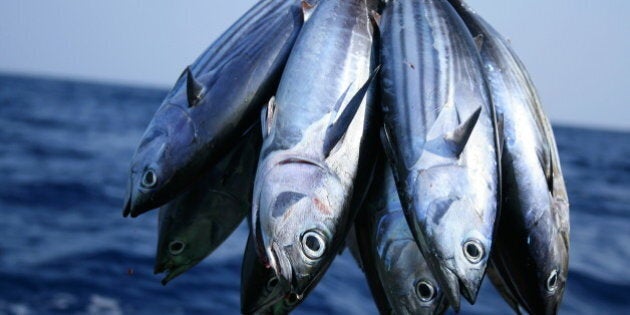 Fishing in Maldives is still practiced using traditional techniques. Pole and lines are used for catching fish. This is believed to be a more sustainable and dolphin friendly method.