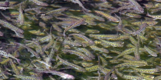 ** FILE ** Three-month old chinook salmon swim in a tank crowded with about 800,000 of the 2-inch fish at the Issaquah Salmon Hatchery, April 22, 2004, in Issaquah, Wash. The Pacific Legal Foundation filed a federal lawsuit Tuesday Dec. 13, 2005, challenging 16 Endangered Species Act listings for salmon affecting four Western states. The foundation claims the federal government is playing a