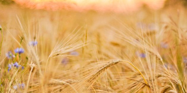 barley field with cornflowers...