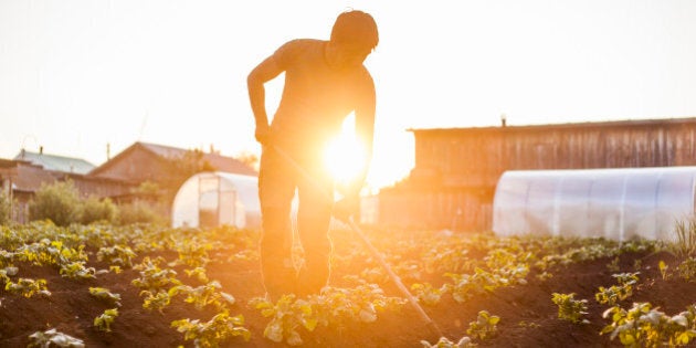 Mari farmer tending to crops in rural field