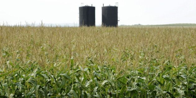 Storage tanks rise above corn fields at a well site about 60 kilometres east of the field office during a tour of Gear Energy's well sites near Lloydminster, Saskatchewan August 27, 2015. Amid the corn and canola fields of eastern Saskatchewan, oil foreman Dwayne Roy is doing what Saudi Arabia and fellow OPEC producers are loath to do: shutting the taps on active wells. Inside a six-foot-square wooden shed that houses a basic hydraulic pump, the Gear Energy Ltd employee demonstrates how shutting down a conventional heavy oil well in this lesser-known Canadian oil patch is as simple as flipping a switch. His company has already done so hundreds of times this year, making the Lloydminster industry among the first in the world to yield in a global battle for oil market share that has sent crude prices tumbling to six-year lows. Picture taken August 27, 2015. REUTERS/Dan Riedlhuber