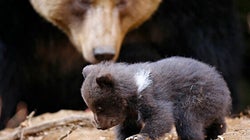 Why I Love Shooting Bears (With My