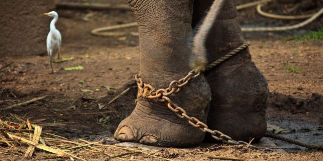 GURUVAYUR, KERALA, INDIA - DECEMBER 03: Indian elephant in the Annakotta Sanctuary with legs in chains, which is dedicated to the Sri Krishna Temple on December 03, 2011 in Guruvayur, Kerala, India. (Photo by EyesWideOpen/Getty Images)