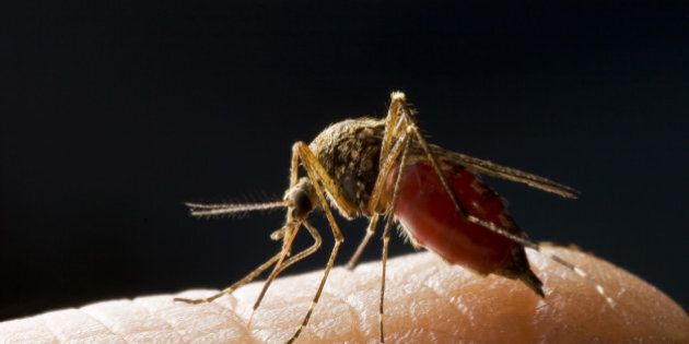 close up of mosquito sucking...