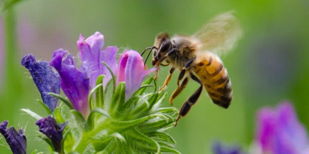 I had fun trying to capture some bees in flight. Considering that I used the kit lens, I am reasonably satisfied :)