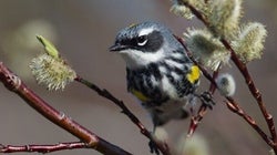 Canada Has a Global Responsibility to Protect Northern Boreal