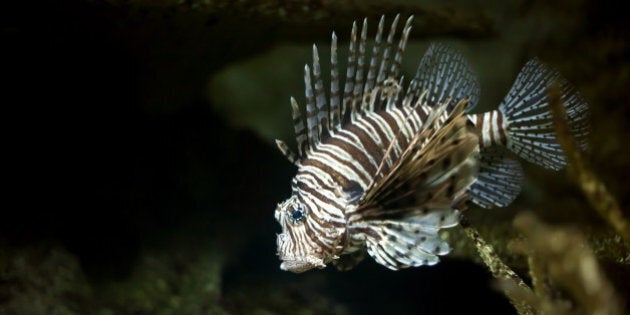 lionfish