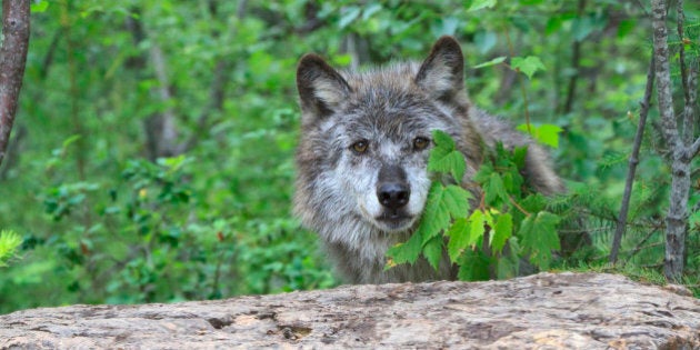 Grey wolf, Canis lupus, hiding behind leaves. Columbia Valley, British Columbia, Canada