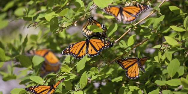 You Can Help Bring Monarch Butterflies Back From The Brink | HuffPost News