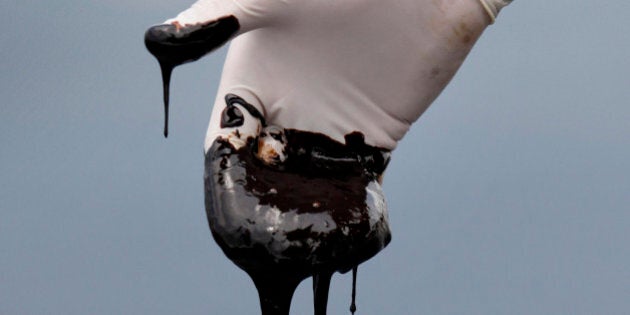 FILE - In this June 15, 2010 file photo, a member of Louisiana Gov. Bobby Jindal's staff wearing a glove reaches into thick oil on the surface of the northern regions of Barataria Bay in Plaquemines Parish, La. U.S. District Judge Carl Barbier ruled Thursday, Sept. 4, 2014, in New Orleans, La., that BP acted recklessly and bears most of the responsibility for the oil spill. The ruling exposes BP to about $18 million in civil fines under the Clean Water Act. (AP Photo/Gerald Herbert, File)