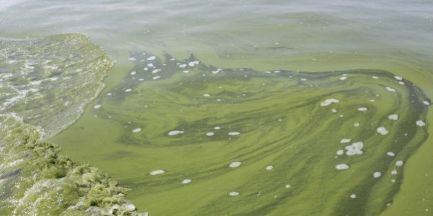 FILE - In this Aug. 3, 2014 file photo, an algae bloom covers Lake Erie near the City of Toledo water intake crib about 2.5 miles off the shore of Curtice, Ohio. Toxins from algae in Lake Erie contaminated Toledo's water supply, leaving 400,000 people without tap water for two days in August. The toxins were the top story in Ohio for 2014. (AP Photo/Haraz N. Ghanbari, File)