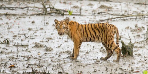 I have been travelling in the Indian National parks for the past 5/6 yrs and photographed many tigers during this period. Every place, wherever I go people used to ask me whether I have seen Sundarban's tiger. And my simple answer was "Not Yet".Like every wildlife lover I am also dreaming to see a glimpse of Bengal tiger in Sunderban (forget about photography) and due to this thrust I have been travelling in the mangroves for the past couple of yrs, though I know it is pure a matter of luck and there exist minimal possibility to see them.Ultimately, I am blessed....after searching them for almost 5yrs in the mangroves....This little fella came out of the bush and crossed the mangrove patch by giving some mysterious look.Clicked many pictures of this little beauty, this is one of them.Indeed it was a touchy and emotional moment for me.