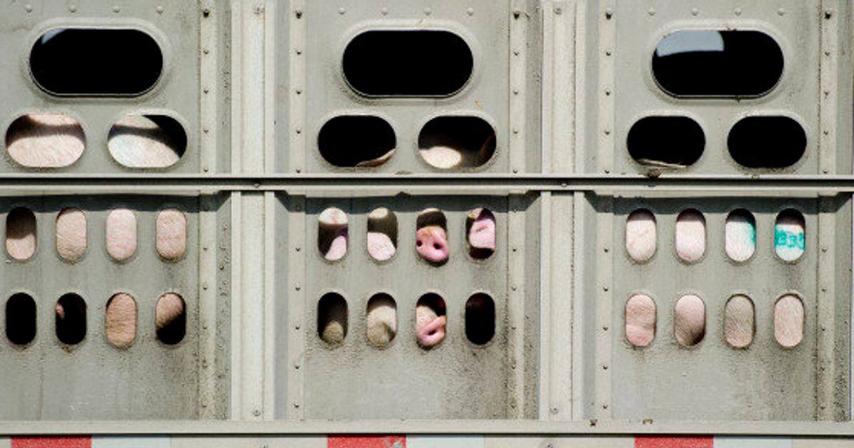 18-ways-we-can-strengthen-canada-s-animal-transport-regulations