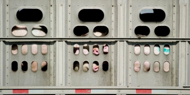 The traffic island at Strachan Av and Lake Shore Blvd, where the trucks carrying pigs to Quality Meat Packers line up to turn left. The province's second biggest abattoir is around the corner from King and Bathurst. 6000 pigs are killed here a day. For the past year, a group of dedicated activists have gathered outside every Sunday to 'bear witness.' May 9, 2012 (Photo by Carlos Osorio/Toronto Star via Getty Images)