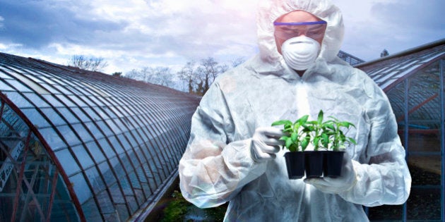 India And Development: Why Genetically Modified Mustard Really