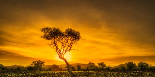 Palmwag Nature Reserve with acacia tree at sunset. This reserve is in the Kunene region, in north-western Damaraland, Namibia, Africa