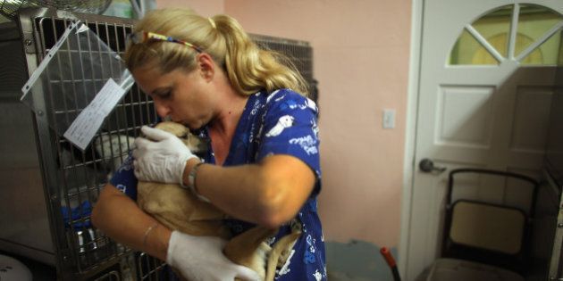 BOCA RATON, FL - MAY 30: Melissa Lipman, a veterinarian technician volunteer, cares for a dog rescued from the ruins after a deadly tornado struck near Oklahoma City, Oklahoma at the Tri County Humane Society in Boca Raton on May 30, 2013 in Boca Raton, Florida. Workers at the animal shelter brought 65 dogs and 15 cats back from the disaster zone last night with plans to treat the animals for injuries, give them needed shots and adopt them out to families in about a week. (Photo by Joe Raedle/Getty Images)