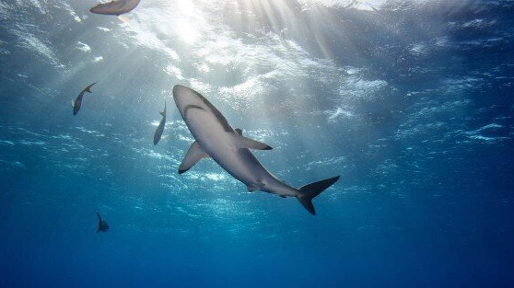 The Decline of Sharks Spells Trouble for Oceans | HuffPost Canada News
