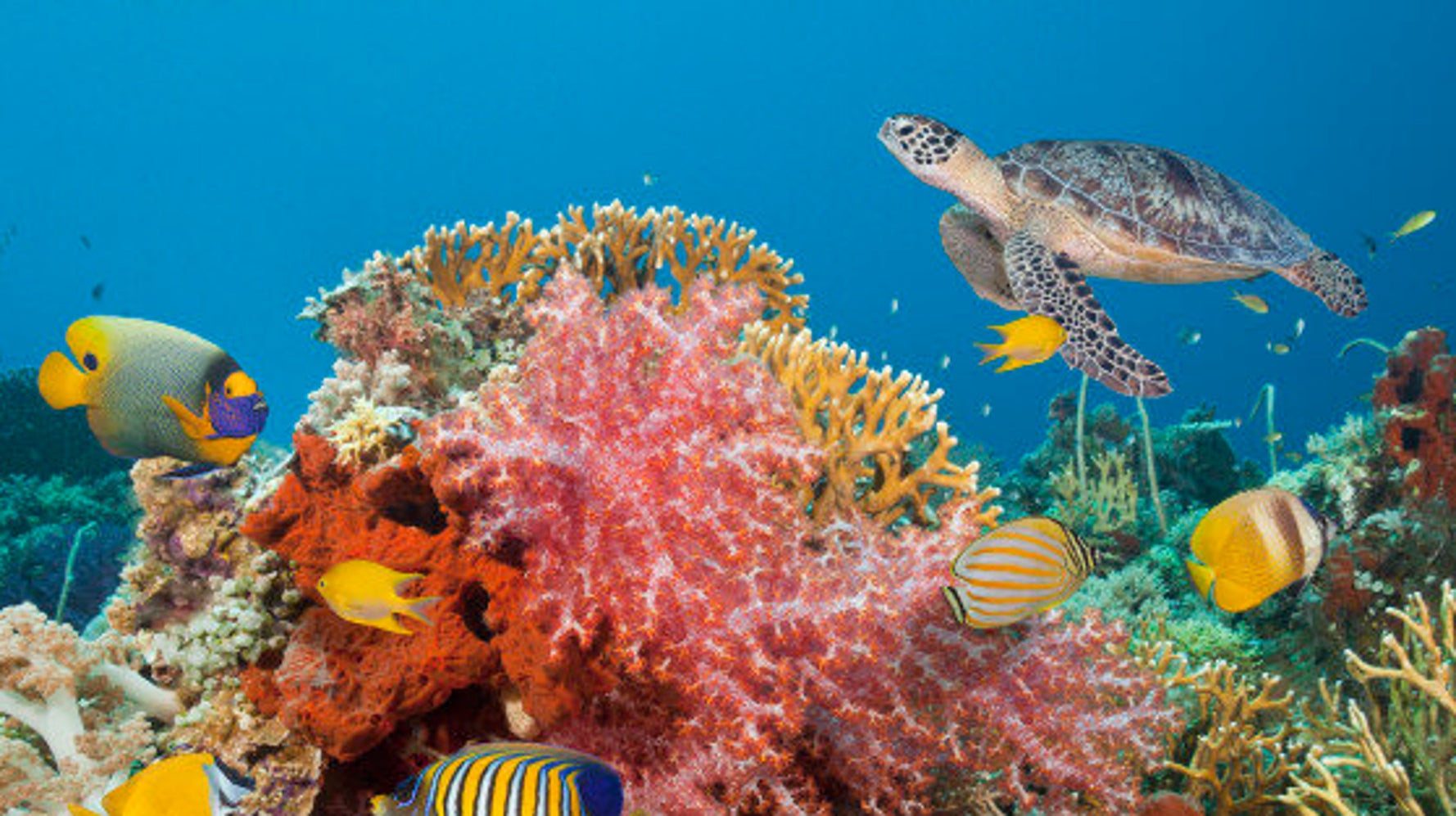 Saving the World's Coral, One Reef at a Time HuffPost Canada News