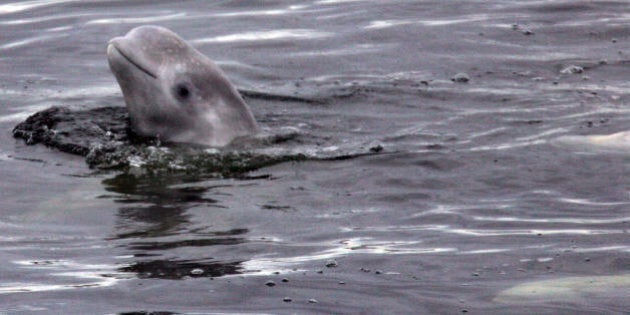 TO GO WITH AFP STORY BY Conor HUMPHRIES A young beluga whale pokes its melon-shaped head out of the waters of the White Sea near the Actic Circle off of the Solovetsky Islands on July 10, 2008. 'It's the only place in the world they come so close to the shore,' said Vladimir Baranov, a senior researcher with Moscow's Institute of Oceanology, who films the belugas close up underwater in their natural setting. AFP PHOTO / DMITRY KOSTYUKOV (Photo credit should read DMITRY KOSTYUKOV/AFP/Getty Images)