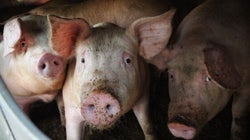 To Close Slaughterhouses We Must Open People's