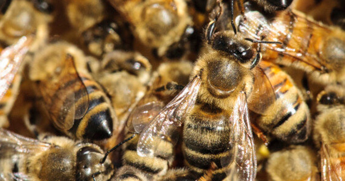 1 of Every 3 Bites of Food Depends on Bees Let's Save Them