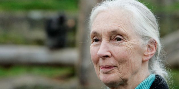 SYDNEY, AUSTRALIA - OCTOBER 11: Dr Jane Goodall poses for a photo at Taronga Zoo on October 11, 2008 in Sydney, Australia. Goodall, the world renowned primatologist, has acknowledged the breeding and work research carried out by the Chimpanzee Group at Taronga Zoo over recent years. (Photo by Robert Gray/Getty Images)