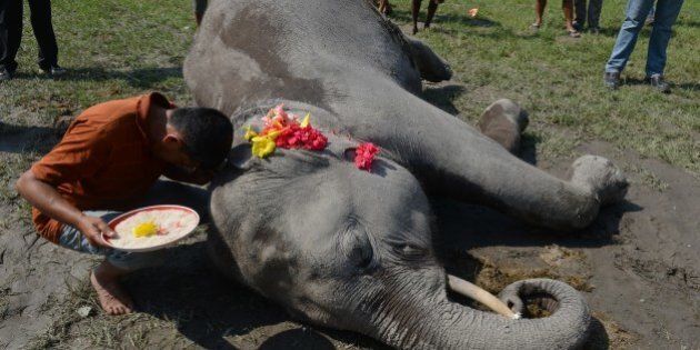An Indian villager offers prayers over the carcass of an elephant lying on a field after it was electrocuted at Singhijhora village near Mahananda Wildlife Sanctury, some 15 kms from Siliguri on June 1, 2014. The 15-year old male elephant was found electrocuted in a cornfield, where villagers had erected electric fencing to protect their crops from foraging pachyderms. AFP PHOTO/ Diptendu DUTTA (Photo credit should read DIPTENDU DUTTA/AFP/Getty Images)