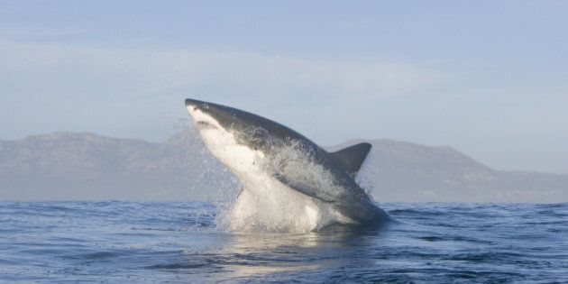 Great white shark leaping out of the bay.