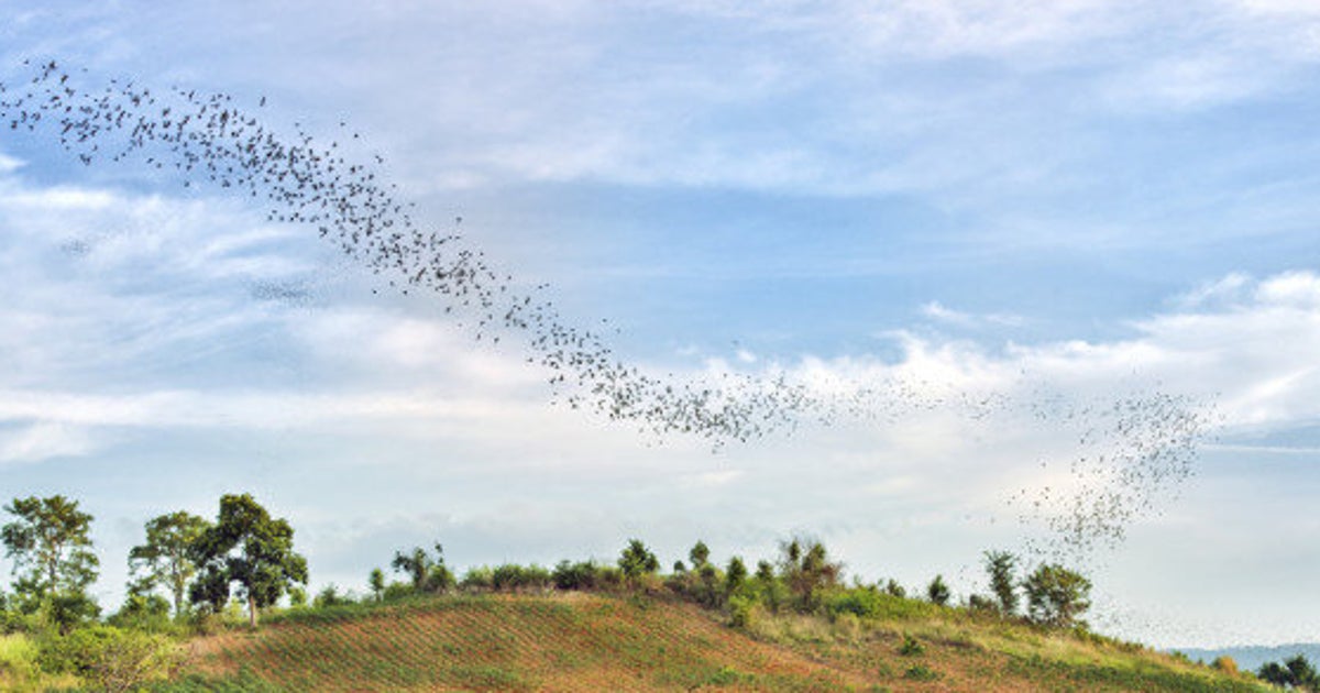 Wind Turbines Kill Too Many Bats Let's Change That HuffPost News