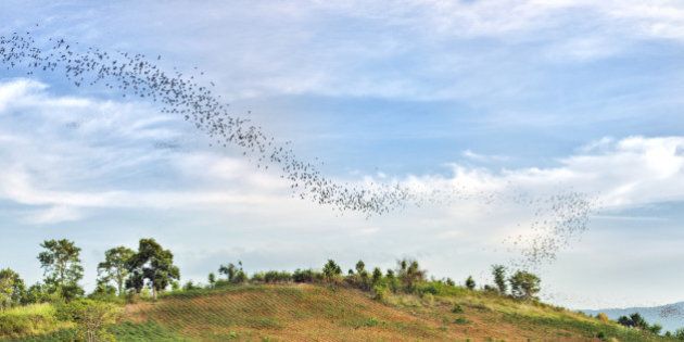 This is a horizontal, color photograph of the bat migration over the scenic landscape in Khao Yai National Park located in Nakhon Ratchasima, Thailand.
