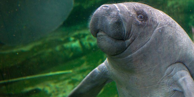 Manatees Hit Record Numbers After Conservation Efforts HuffPost   5cd9e0752100002f0080655c 