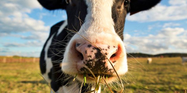 Turning 500 Tonnes Of Cow Poop A Day Into Renewable Energy