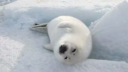 Canadian Politicians, Wake Up and End the Seal