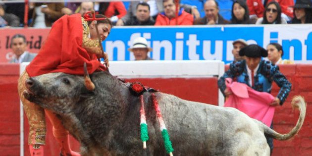 In this Dec. 28, 2014 photo, Karla de los Angeles, one of Mexico's few female bullfighters, is gored by a bull during a bullfight in Mexico City. The 26-year-old bullfighter who suffered a pair of gashes to the thigh and buttock when she was gored twice by the bull says she is determined to return to the ring by mid-January, two days after she and several others were gored by what she described as a