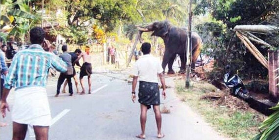 Why I Made a Documentary About Elephant Cruelty in India | HuffPost