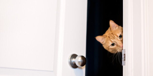 Angus The Cat Returns Home After 8 Years Missing | HuffPost News