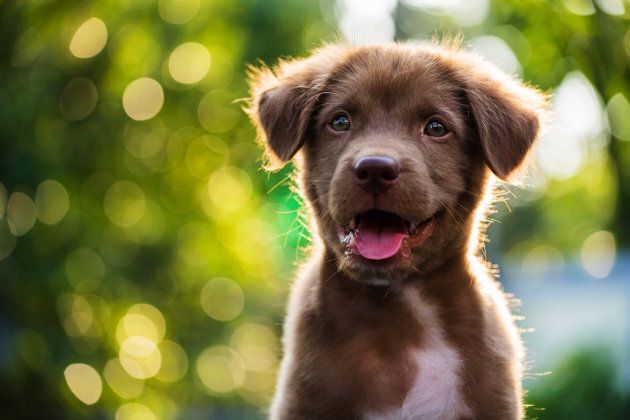 Portrait of brown cute puppy.