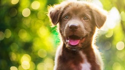 Looking At Puppies Could Actually Improve The Quality Of Your