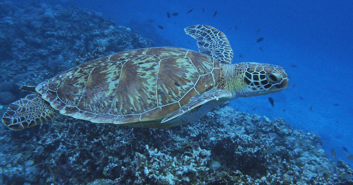 皇室行事に使われたアオウミガメの甲羅 絶滅危惧種なのにどうやって入手 宮内庁に聞いた ハフポスト 皇室行事に使われたアオウミガメの甲羅 絶滅危惧種なのにどうやって入手 宮内庁に聞いた ハフポスト