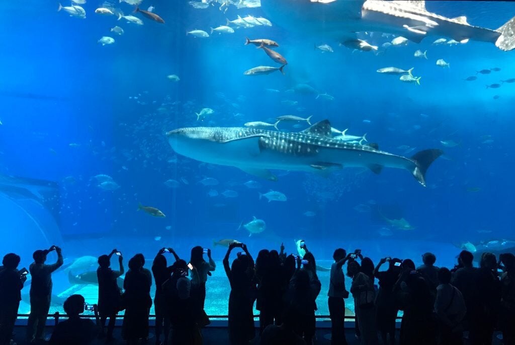▲沖繩北部景點推薦-沖繩美麗海水族館。(圖/Tripbaa趣吧!亞洲自由行專家)