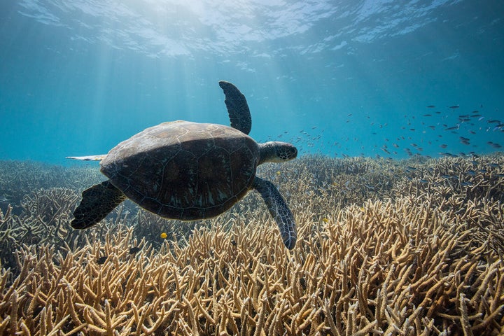 "Our Planet" on Netflix.