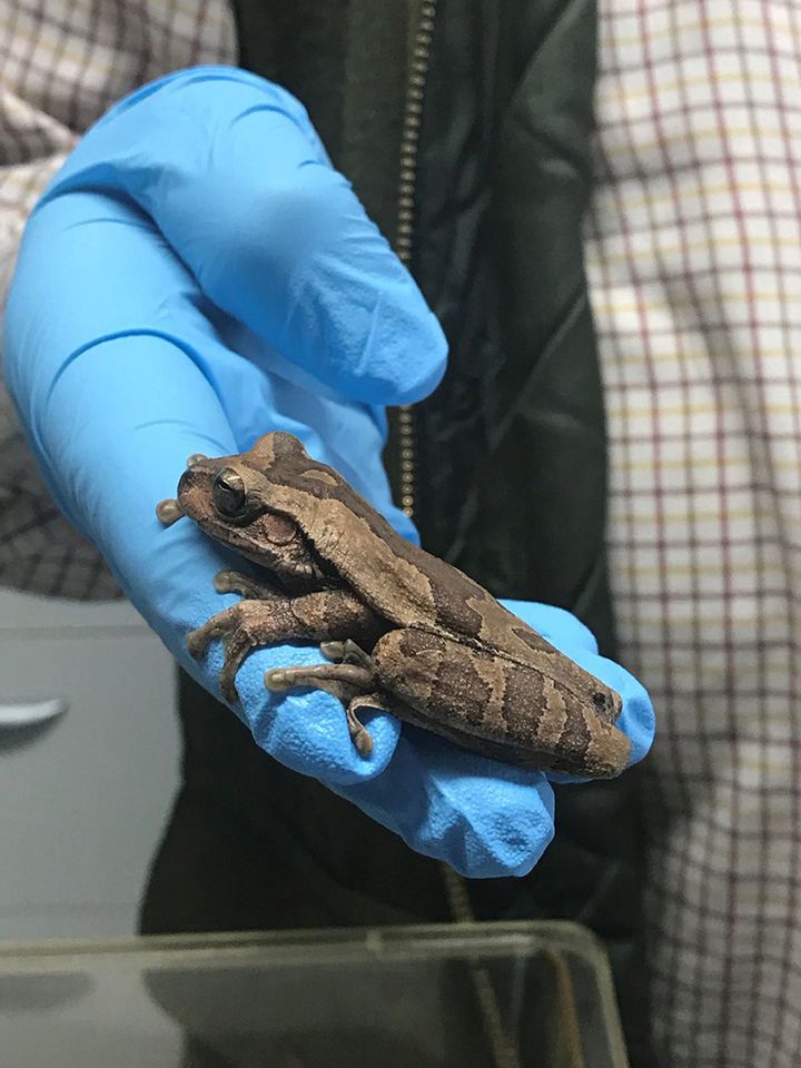 Lloyd the Costa Rican tree frog strayed 5,000 miles off course and is now in Nottingham 