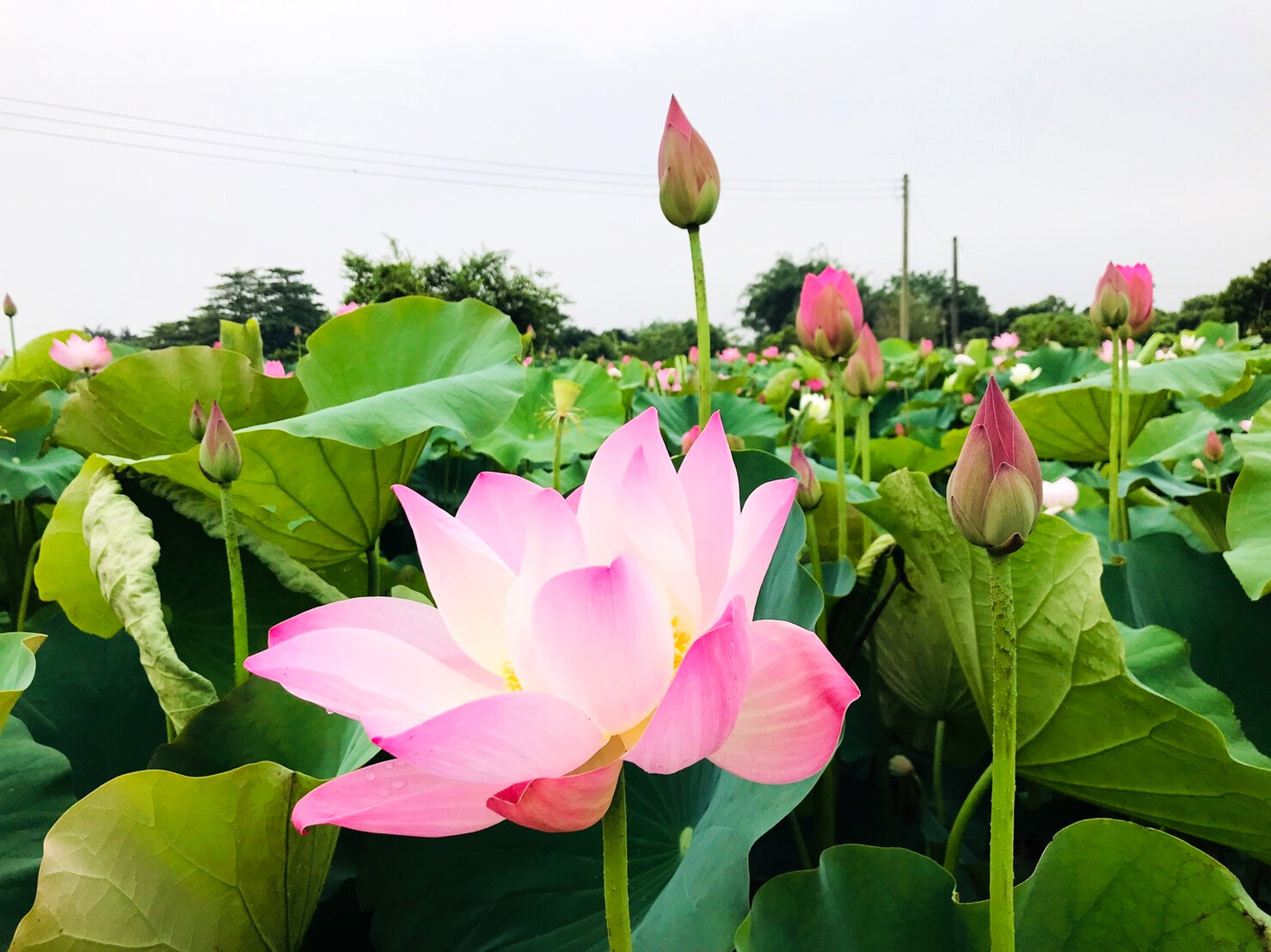 賞花之旅 白河蓮花季 夏荷飄香的蓮花田 Yahoo奇摩旅遊