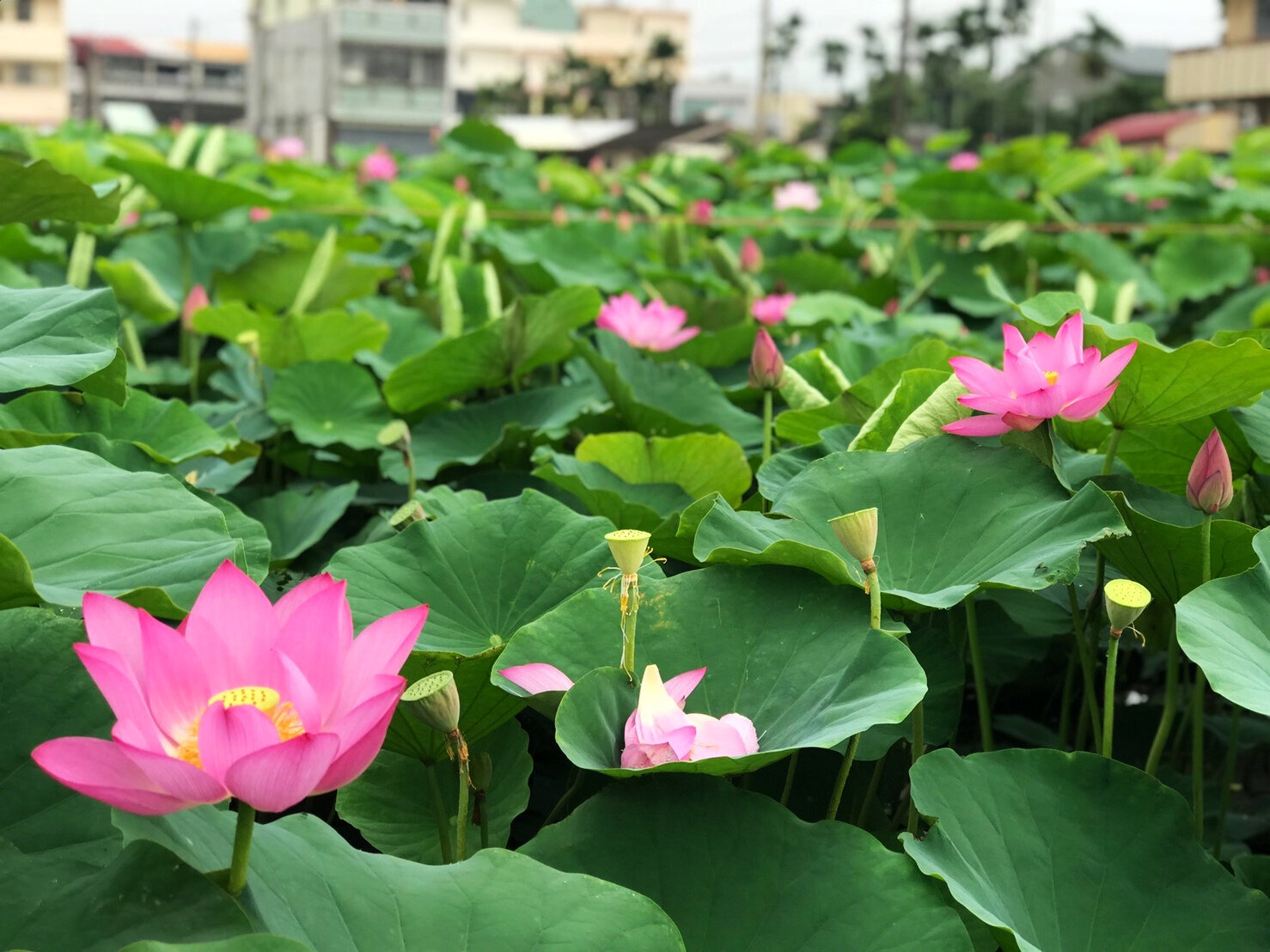 賞花之旅 白河蓮花季 夏荷飄香的蓮花田 Yahoo奇摩旅遊