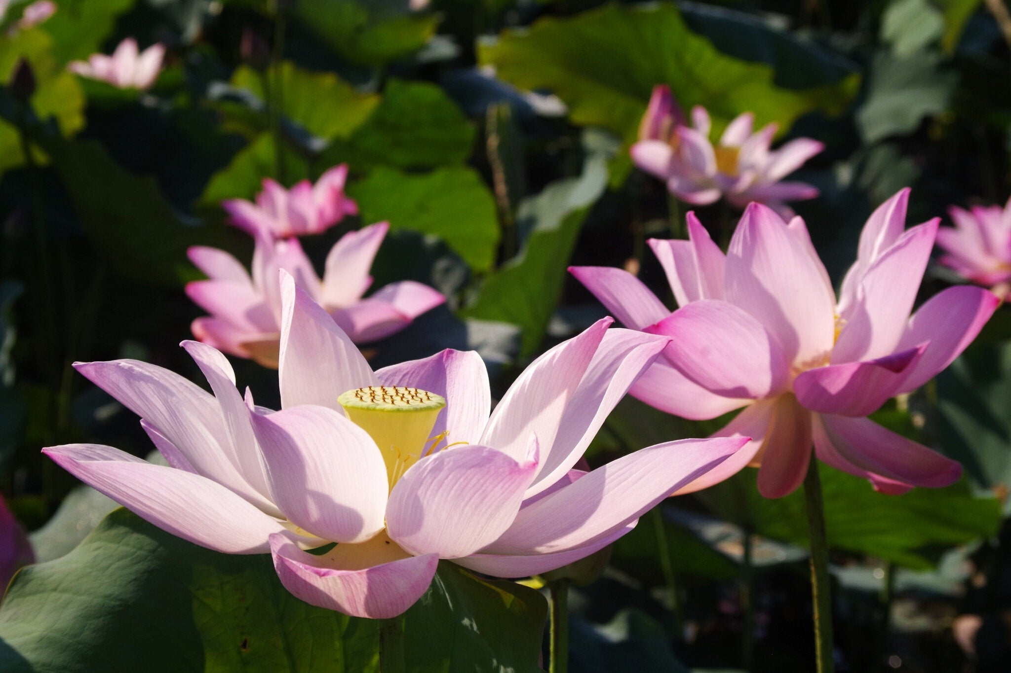 (圖片來源:白河蓮花季活動官網)