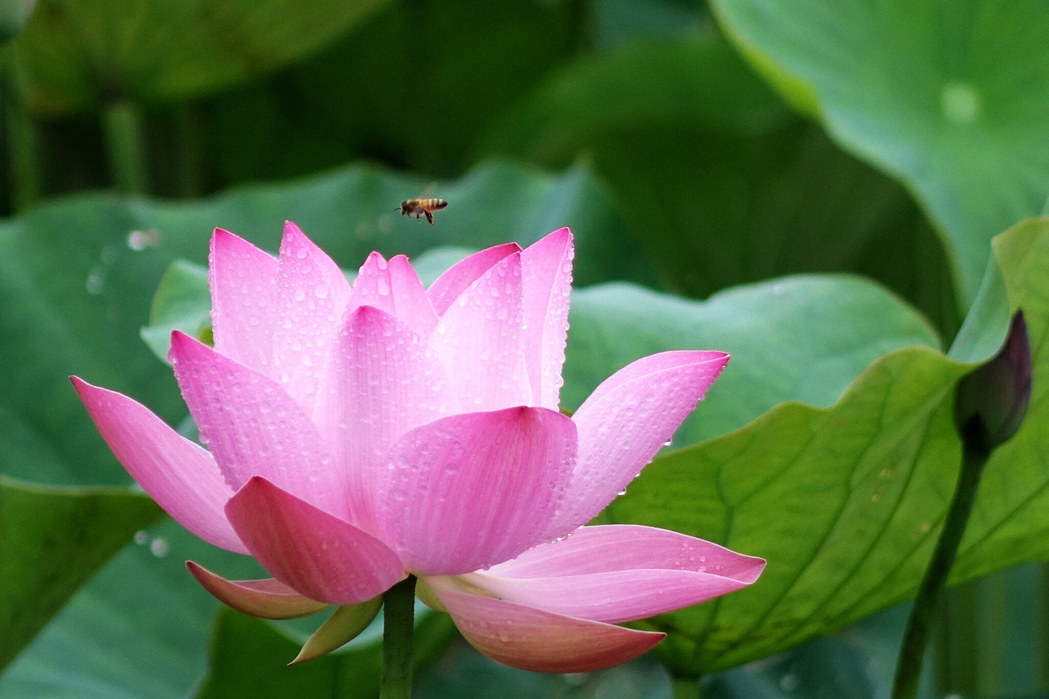 (圖片來源:白河蓮花季活動官網)